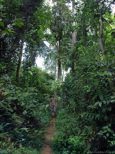 Foresta equatoriale