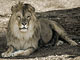 Leone africano (Panthera leo), h