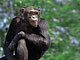 Scimpanzé (Pan troglodytes), h