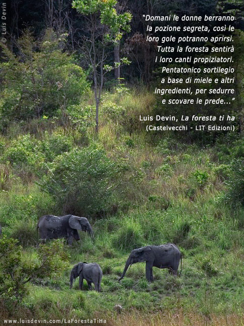 Elefanti africani