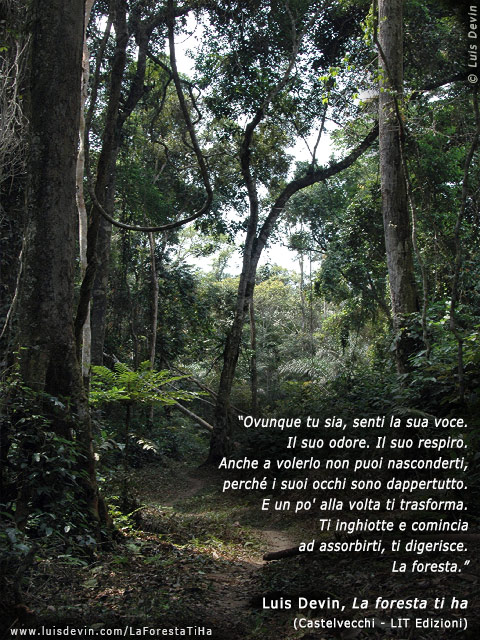 Foresta pluviale