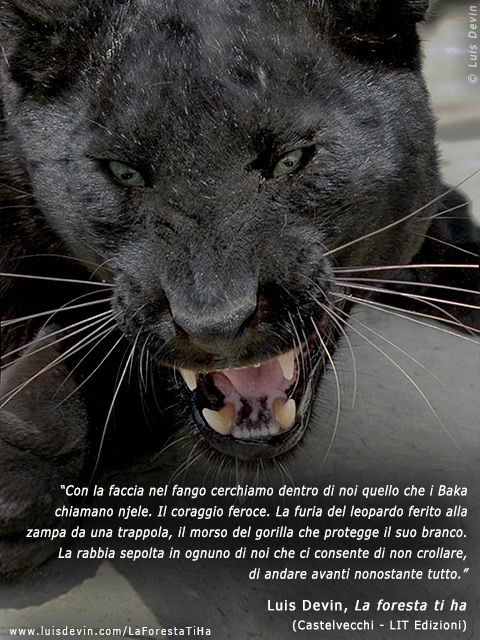 Leopardo nero