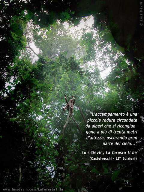 Raccolta sugli alberi