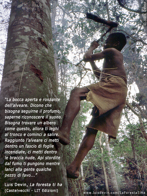 Raccolta del miele