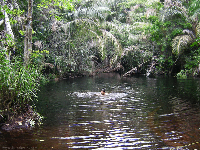 Forest bath