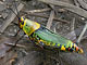 Rainforest grasshopper, h