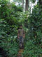 Rainforest path, 1