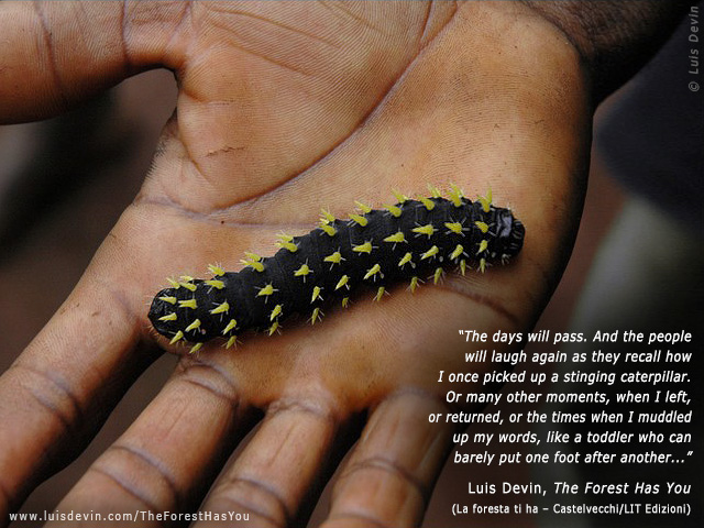 African caterpillar
