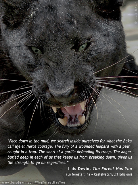 Black leopard
