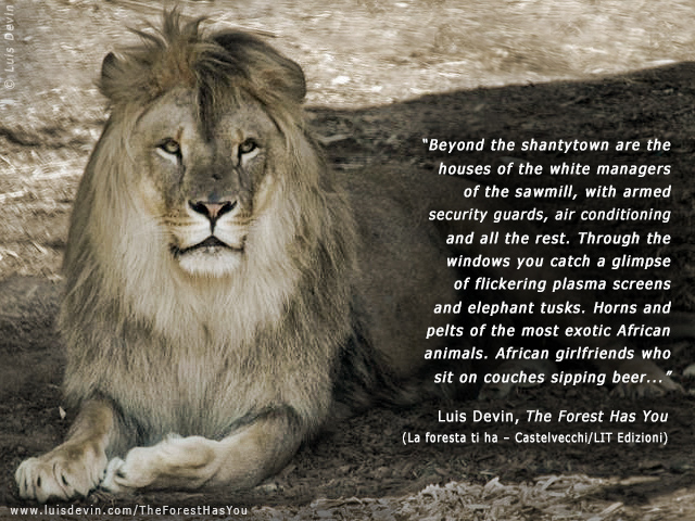 African lion (Panthera leo)
