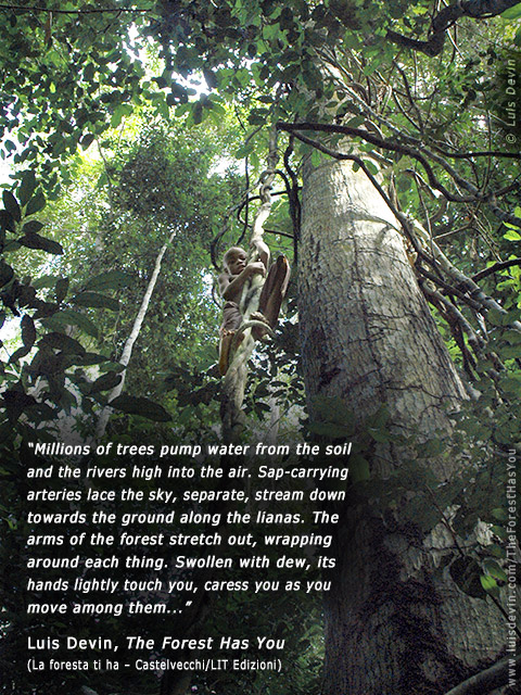 Climbing a liana