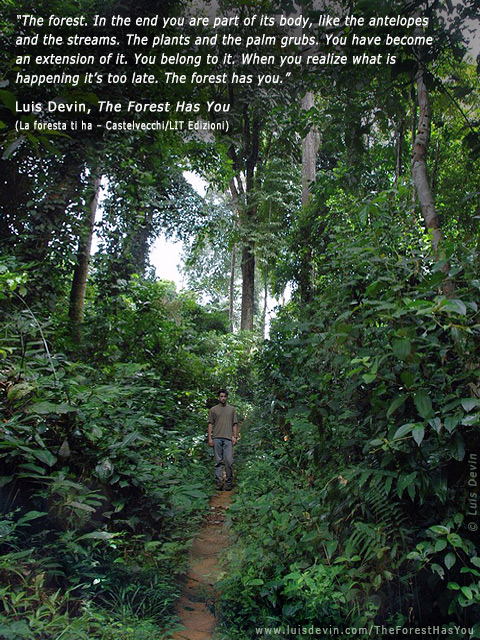 Rainforest path