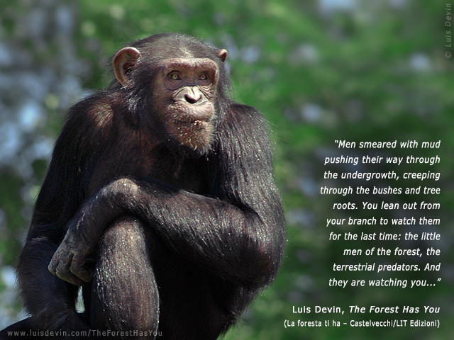 Chimpanzee (Pan troglodytes)