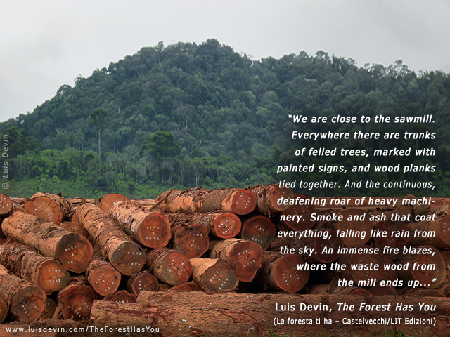 Deforestation in Central Africa