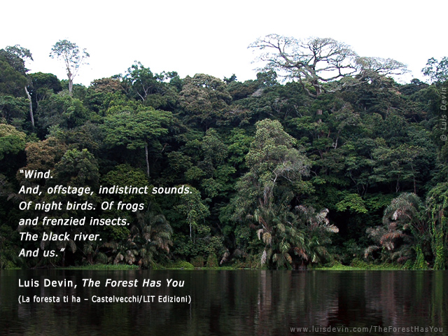 Rainforest river
