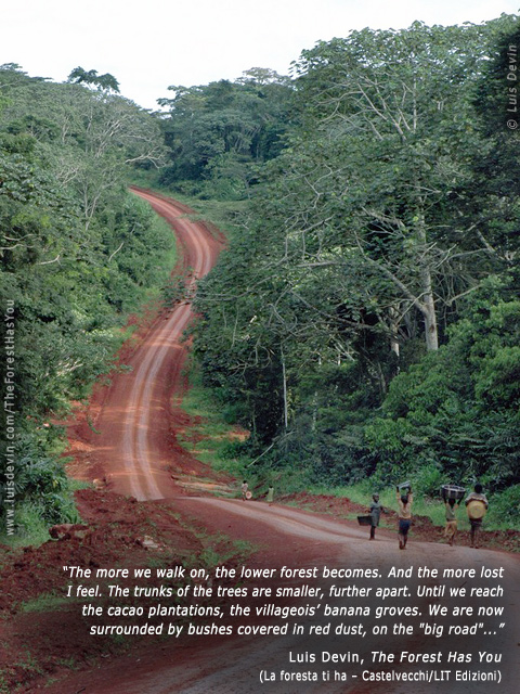 Rainforest road