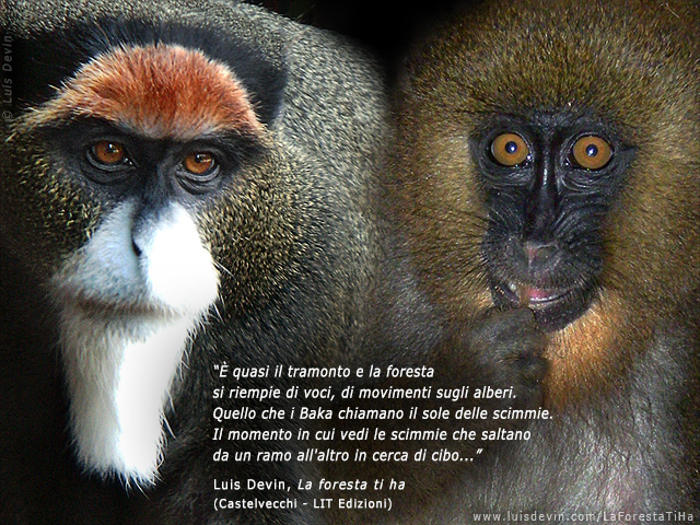 African primates