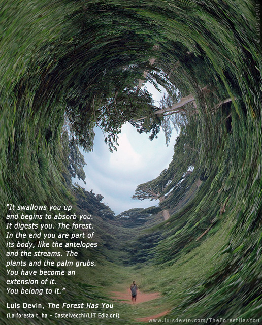 The forest swallows you