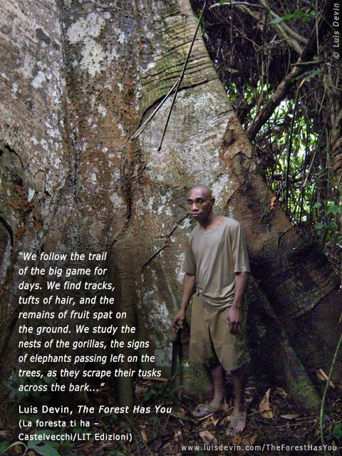 Giant tree