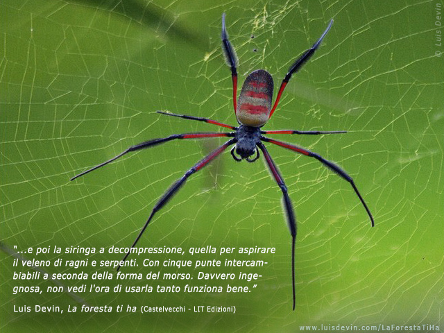 Rainforest spider