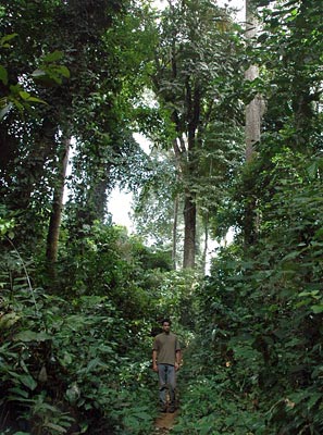Foresta equatoriale
