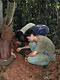 Termite gathering, Baka Pygmies